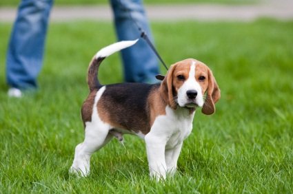 4 tips to making your dog walkers job a little easier